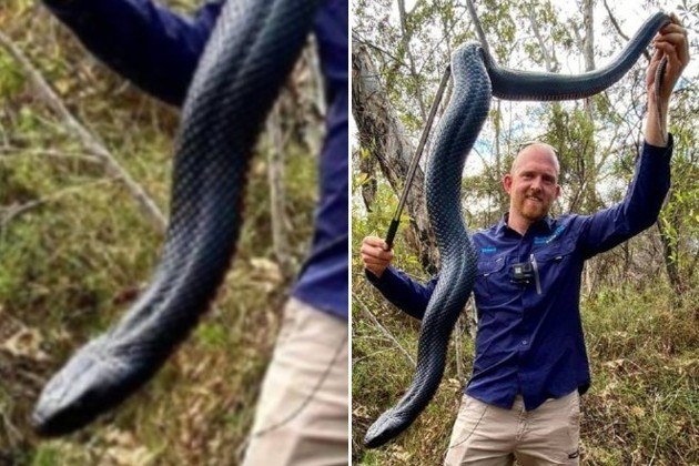 Serpente se arrasta por parede imitando 'jogo da cobrinha' (VÍDEO) -  29.06.2018, Sputnik Brasil