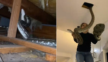Apanhadora de serpentes remove pítons gigantes do teto de casa 