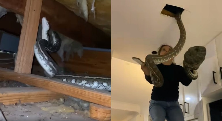 Apanhadora de serpentes resgatou pítons gigantes do teto de casa