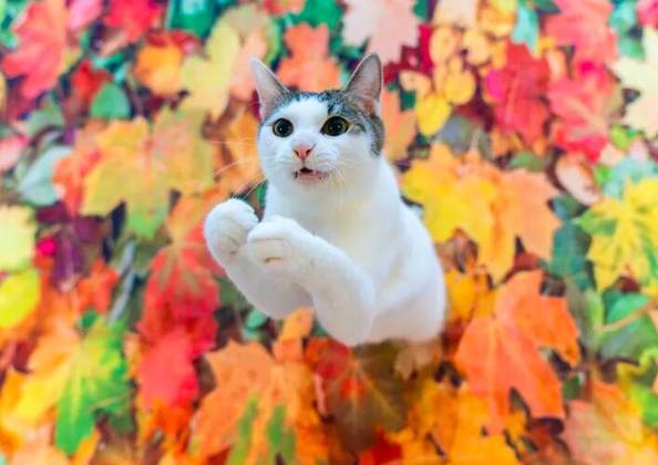 “Apareceu”: Em meio a folhas de outono, será que este gatinho estava esperando ganhar alguma coisa? 