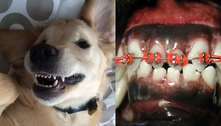 Pets também podem usar aparelhos nos dentes: saiba causas, valores e cuidados do tratamento