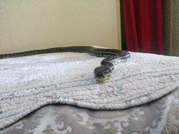 Cobra de mais de 3 metros é encontrada morando em teto de banheiro e  impressiona internautas - Notícias - R7 Internacional