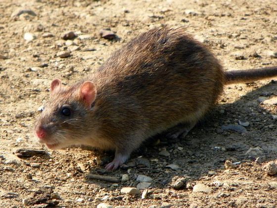 Apenas 0,25 mg de seu veneno é suficiente para matar um roedor de 1 kg!