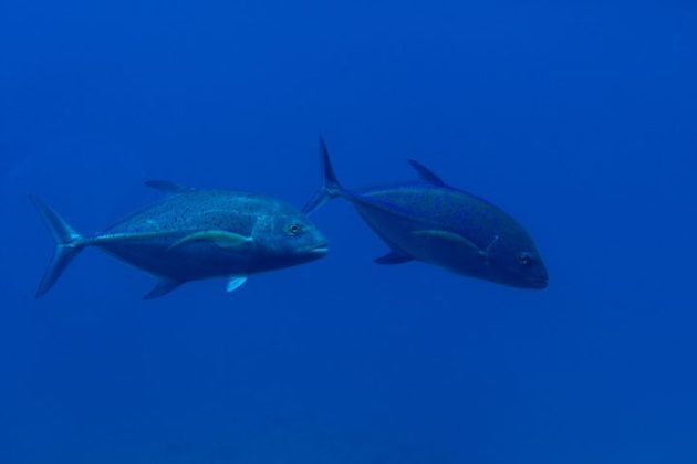Apesar de chegar até a costa do Maranhão, o Brasil não conseguiria pescar o Atum Azul por não ter a embarcação adequada. Isso porque o 