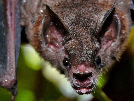 Apesar do mito popular, os morcegos não são cegos. Sua visão só permite enxergar em preto e branco. Porém a capacidade de visão dos morcegos é perfeitamente adaptada para locais de pouca luminosidade.