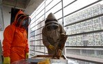 Na Universidade del Rosario, o doutor em biologia André Riveros desenvolveu, a partir das colmeias criadas ali, uma bebida que mitiga o impacto dos pesticidas. Quando uma abelha é envenenada, ela sofre perda de memória e da coordenação motora, uma espécie de Parkinson ou Alzheimer, explica o cientista