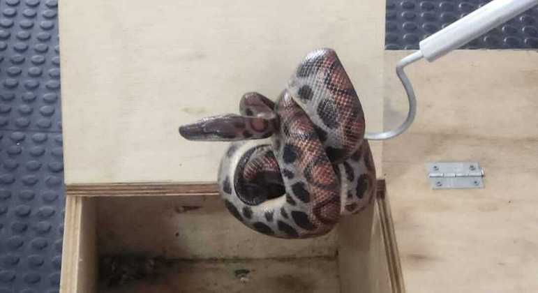 As autoridades encontraram dez cobras de duas espécies diferentes