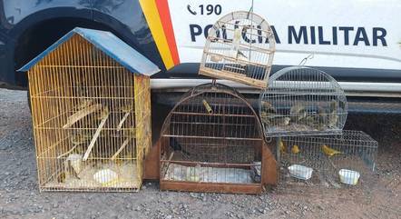As aves foram encaminhadas para o IBAMA 
