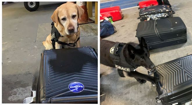 Bart e Grace, cães farejadores da Receita em ação no Aeroporto de Guarulhos