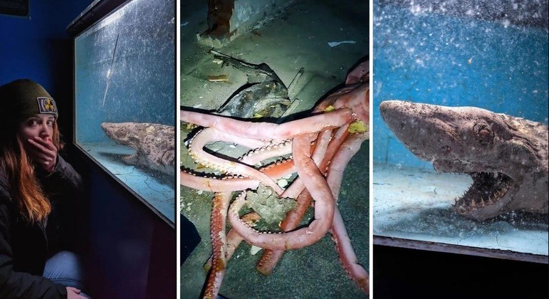 Nas instalações abandonadas, a exploradora encontrou carcaças de diversos animais mortos