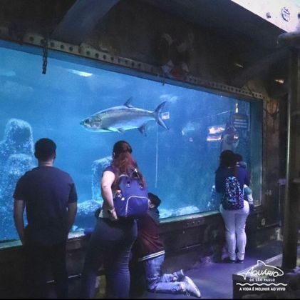 Aquário de São Paulo: Localizado na região do Ipiranga, esse aquário foi inaugurado em 2006 e é o primeiro do tipo a ser construído na América Latina. São mais de 15.000m², 4 milhões de litros de água e centenas de espécies.