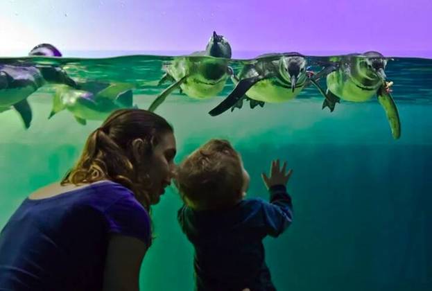 Aquário de Ubatuba (SP): Inaugurado em 1996, esse é um dos maiores aquários do país, com um acervo de mais de 1.500 animais, de 200 espécies diferentes. Além de ser uma atração turística, o aquário também realiza atividades de educação ambiental e pesquisa científica.