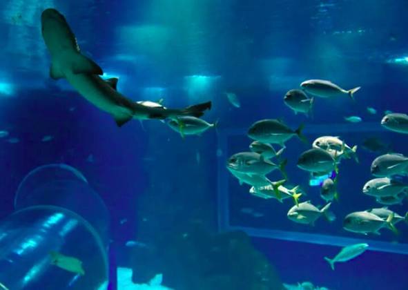 AquaRio (RJ): Localizado no Centro da Cidade do RJ, esse aquário conta com uma área construída de cerca de 26 mil m² e capacidade de 4,5 milhões de litros de água salgada. É considerado o maior desse tipo na América Latina!