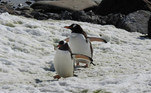 Aquecimento global antártida pinguins geleiras