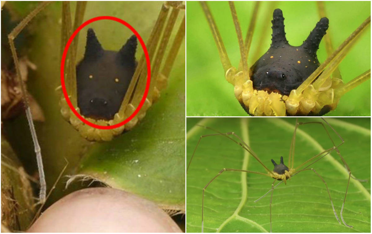 Resultado de imagem para AracnÃ­deo com cara de cachorro Ã© encontrado na AmazÃ´nia