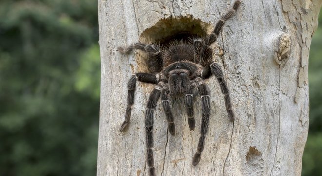 'Descobrimos que essa substância provavelmente está envolvida na defesa imune dos aracnídeos', diz cientista