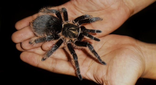 Equipe conseguiu demonstrar o efeito analgésico da migalina quando microinjetada no córtex pré-frontal