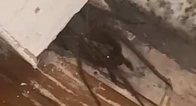 Padrasto do jovem tentou capturar a aranha com um palito de dente
