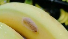 Pânico no supermercado: aranha venenosa é achada em banana