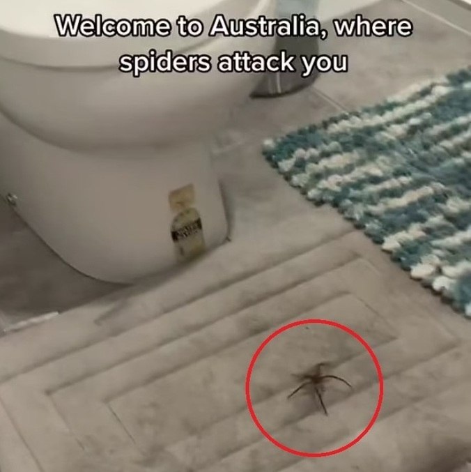 "Bem-vindo à Austrália, onde as aranhas o atacam"
