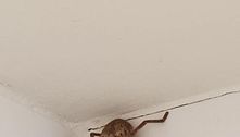 Mulher encontra aranha gigantesca no banheiro e fica sem ação