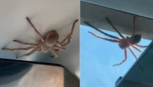 Aranha-caçadora despenca em colo de piloto durante aterrissagem