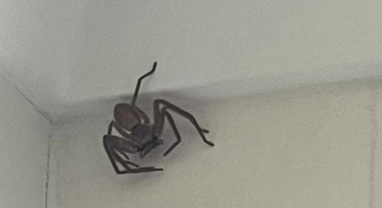 Você removeria esse animal de uma casa por R$ 174