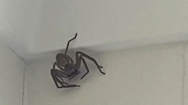 No Facebook, ela anunciou que está em busca de alguém para remover uma aranha gigantesca da casa dela — junto com uma foto do animal imensoSAIBA AQUI O DESFECHO DA HISTÓRIA!