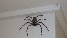 Mulher abriga aranha gigante em casa e se recusa a matá-la por causa de amiga medrosa 