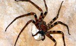 Os membros da espécie Heteropoda maxima são considerados as aranhas com maior envergadura de patas