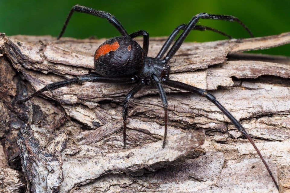 Aranha gigante carrega rato para ser seu almoço