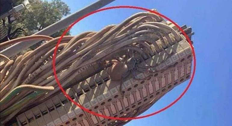 Aranha-caçadora foi encontrada dentro de semáforo da cidade de Alice Springs, na Austrália