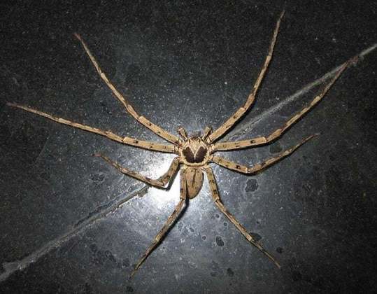 Aranha-caranguejo (Heteropoda venatoria): Ao contrário da ‘cara-de-macaco’, essa é uma aranha grande, que chega a medir 20 cm de envergadura. Ela pode ser encontrada em várias partes do mundo.