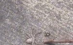 Com um pedaço de madeira conseguido no improviso, ela tira o aracnídeo do veículo na base da paulada