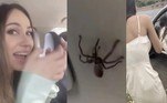 Um vídeo caótico mostra o momento de pavor experimentado por três ocupantes de um veículo após a invasão de uma aranha enorme