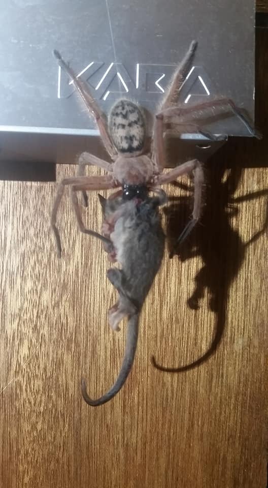 Aranha gigante carrega rato para ser seu almoço