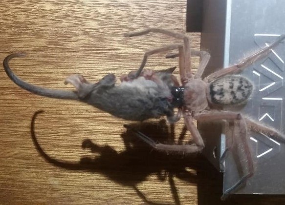 Aranha gigante carrega rato para ser seu almoço