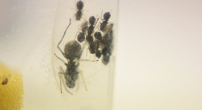  Tão logo nascem, as aranhas ingerem gotículas do líquido proteico e depois passam a sugá-lo da mãe