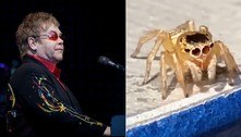 O novo desafio da web é lidar com uma aranha igual ao Elton John