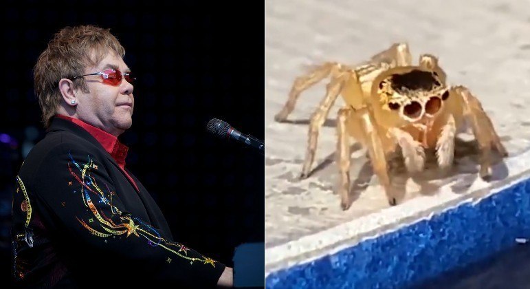 Semelhança de aranha-saltadora com Elton John fez o dia de muitos internautas