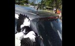 Em Queensland, na Austrália, uma cena típica foi gravada: uma aranha gigantesca subiu em um carro e apavorou a dona dele. Mas um herói improvável salvou o dia