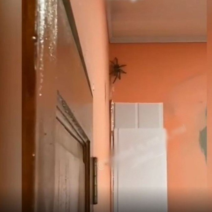 Apesar do gigantismo do animal, os moradores não se assustaram