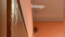 Aranha gigantesca é flagrada em parede e a web reage: 'Saiam daí'