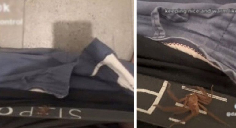 Aranha venenosa ficou se mexendo na cueca do australiano