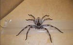 As patas chegam a 4,5 cm e o tamanho total de uma delas pode chegar a 30 cm de envergadura. Felizmente, seu veneno não é perigoso para humanos (mas sua aparência sim)No México, cientistas identificaram uma aranha assustadora cujo veneno apodrece a carne humana. Veja essa história a seguir!