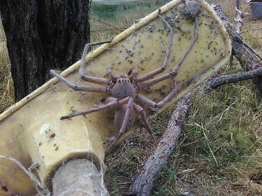 Rare and giant' trapdoor spider species, Euoplos dignitas, discovered in  Brigalow Belt - ABC News