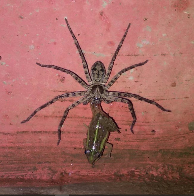 A 'espetacular' nova espécie de aranha descoberta na Austrália