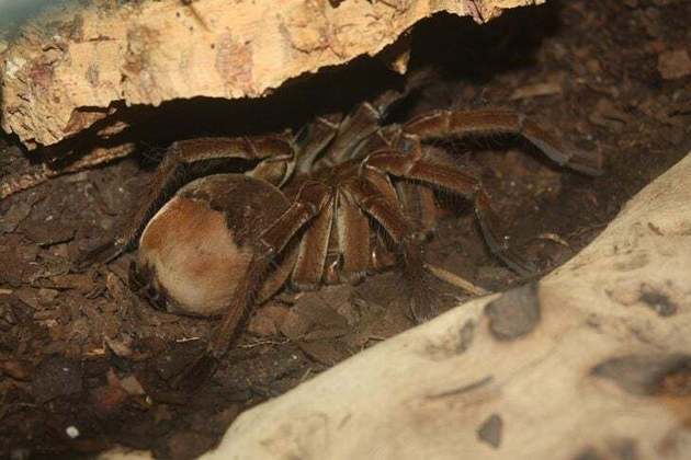 Aranha-golias-comedora-de-pássaros (Theraphosa blondi): Essa é uma aranha carnívora que vive na Amazônia. Ela é a maior aranha da América do Sul, com uma envergadura de pernas de até 25 centímetros, além de ter um veneno considerado potente para suas presas.