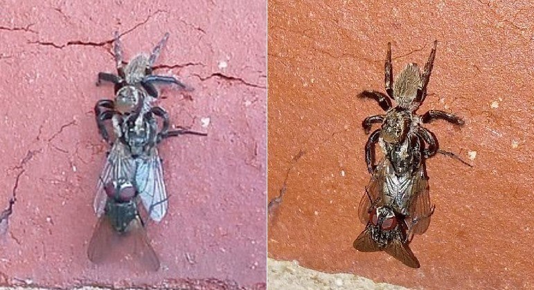 Aranha faminta destruiu momento de intimidade entre moscas