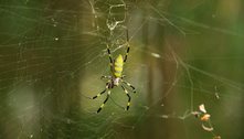 Cientistas temem invasão de aranhas gigantes e 'voadoras' nos Estados Unidos